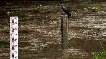 Yamuna's water level declines after crossing the danger mark