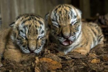 tiger cub died in bengal safari park