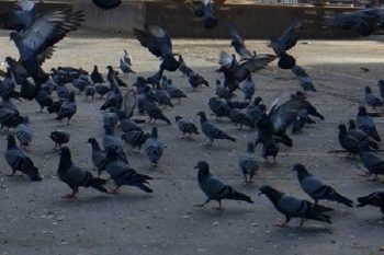 23 pigeons killed in Karnataka due to old enmity