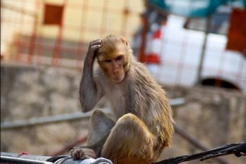 Monkey terror, 16 year old girl thrown from roof, dies