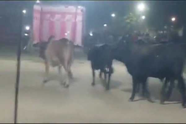 Bulls created ruckus during Ravana Dahan, police evicted them after much effort;Akhilesh Yadav tweeted