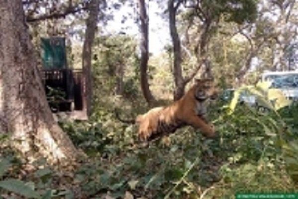 Forest worker dies due to tiger attack in Bijnor