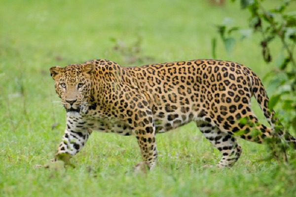 Leopard attacked 18 year old girl in Bijnor, condition critical