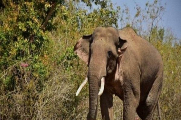 Woman dies in attack by wild elephants in Assam