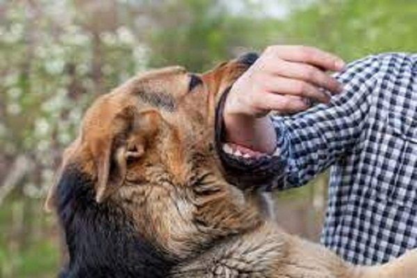 Government will give compensation of Rs 20,000 for dog bite, High Court orders