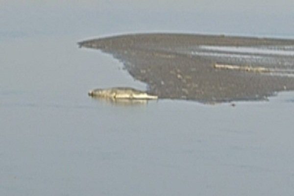 Huge crocodile seen at Chhath Ghat of Narayani River, atmosphere of panic among people - District Administration Alert