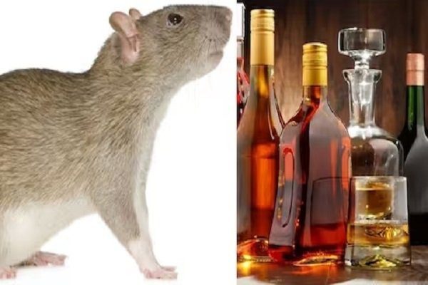 Rat arrested for gulping 60 bottles of liquor, police will now present him in court;