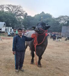 Country's famous Murrah buffalo Golu 2 reaches Bihar