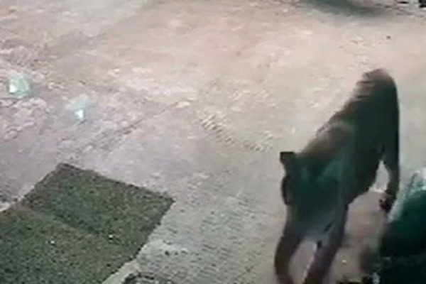 Tiger entered Kabila Resort in Ramnagar, captured in CCTV while strolling