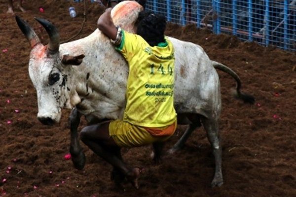 Avaniapuram Jallikattu Karthik chosen best among bull tamers