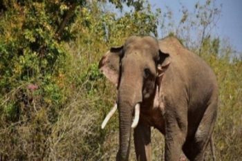 Fourth person killed in wild elephant attack in Kerala in a month