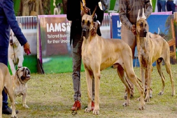 Minister said in Assembly, Goa will identify breeds of dangerous dogs