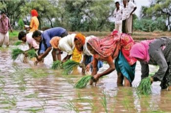 Sowing conditions are better due to good rains in July