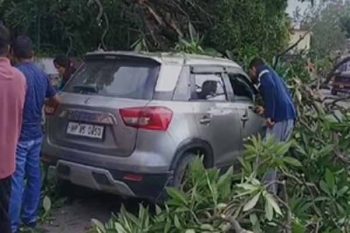 Accident during tree cutting in Himachal's Nahan, many vehicles got buried