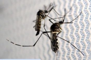 Number of dengue patients increasing in Bihar, hot spots under surveillance