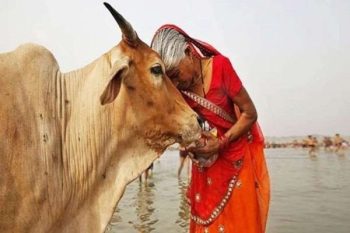 Government's big decision, Cow given the status of State Mother