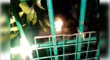 Bahraich Leopard caught in Ayodhya Purva of Sujauli area