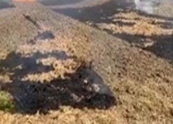 Strict action against those who burn stubble in Haryana