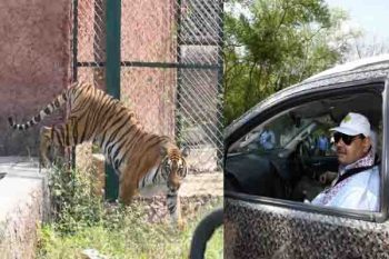 Tiger Safari is a new beginning in the tourism sector Chief Minister