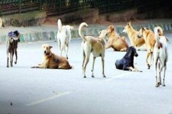 Chandigarh cracks down on pet dogs Dangerous breeds banned, 10,000 fine, and mandatory registration