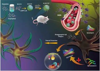 A new method has been developed for better and more comprehensive treatment of Alzheimer's disease.
