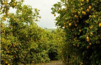 Karnataka's GI-tagged 'Indi Lime' (Indian lemon) has arrived in the Omani market with its first export consignment.