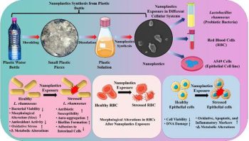 Nanoplastics from single-use PET bottles harm gut bacteria and human cells