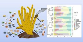 Scientists have highlighted the importance of spongy microorganisms in tackling metal pollution.