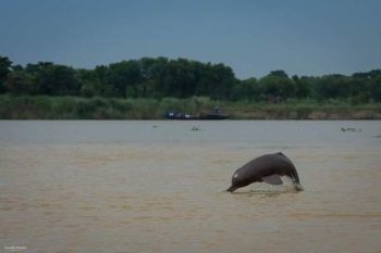 The second phase of the comprehensive assessment of dolphins found in river and estuary areas in India has been launched from Bijnor.