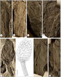 Jharkhand's coal mines help rediscover a long-lost world