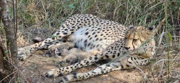 Union Environment Minister informed about the birth of three leopard cubs in Kuno National Park