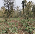 04 acres of illegal opiumpoppy cultivation destroyed in Manatu police station area.