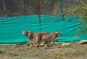 Union Environment Minister Shri Bhupender Yadav welcomed 9 cheetahs from Botswana at Kuno National Park