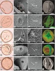 A new study has helped in understanding India's agricultural history by utilizing grass pollen grains from the Gangetic Plains.